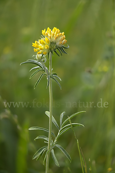 Gewöhnlicher Wundklee (Anthyllis vulneraria)