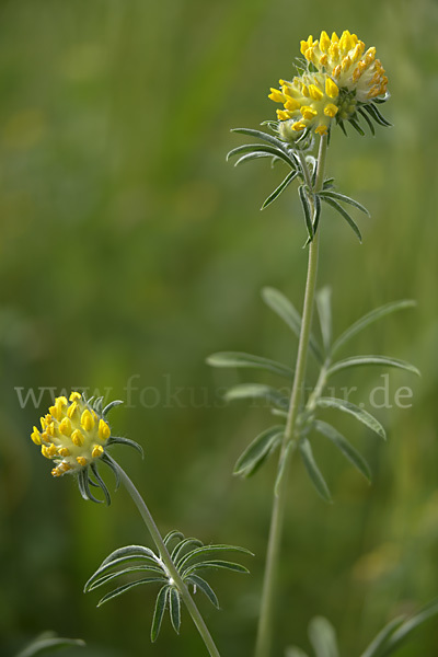 Gewöhnlicher Wundklee (Anthyllis vulneraria)