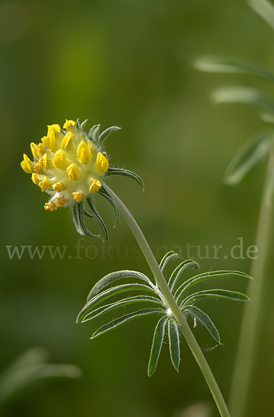 Gewöhnlicher Wundklee (Anthyllis vulneraria)