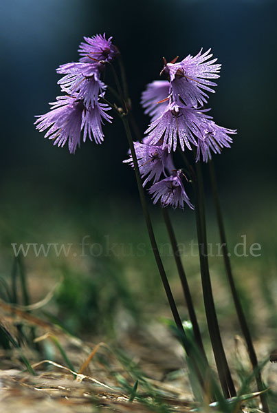 Gewöhnliches Alpenglöckchen (Soldanella alpina)