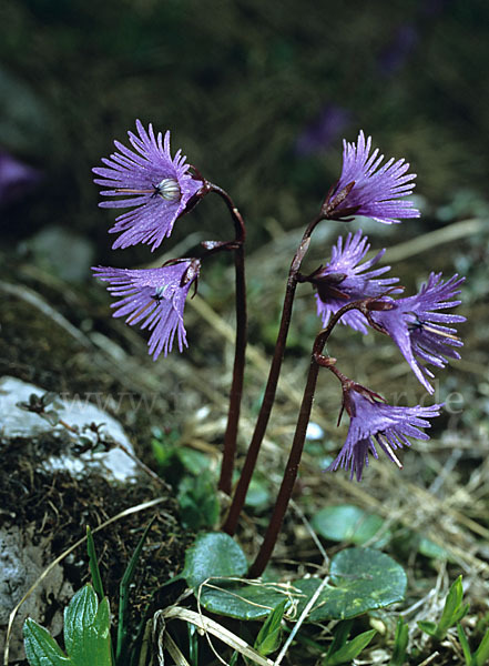 Gewöhnliches Alpenglöckchen (Soldanella alpina)