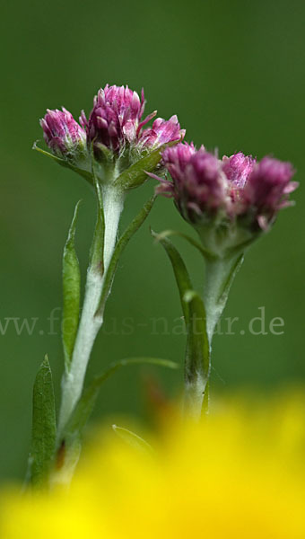 Gewöhnliches Katzenpfötchen (Antennaria dioica)