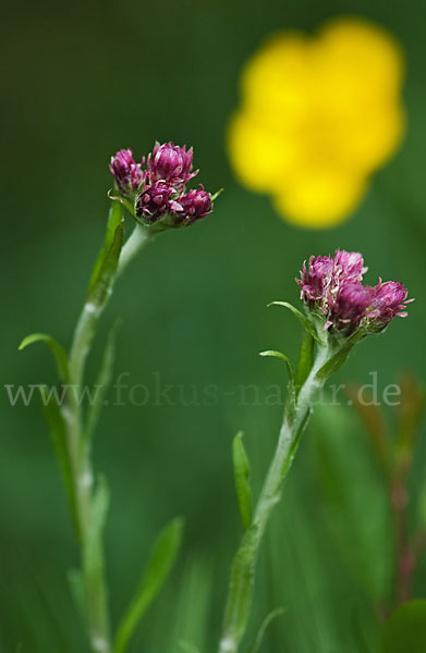 Gewöhnliches Katzenpfötchen (Antennaria dioica)