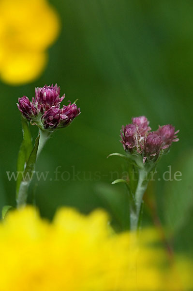 Gewöhnliches Katzenpfötchen (Antennaria dioica)