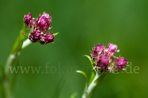 Gewöhnliches Katzenpfötchen (Antennaria dioica)