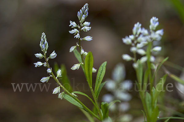 Gewöhnliches Kreuzblümchen (Polygala vulgaris)