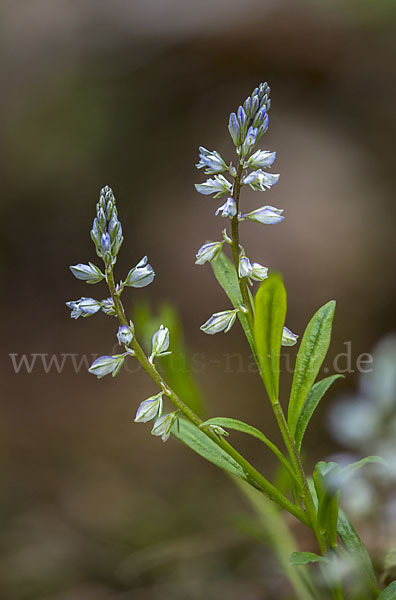 Gewöhnliches Kreuzblümchen (Polygala vulgaris)