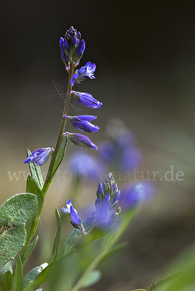 Gewöhnliches Kreuzblümchen (Polygala vulgaris)