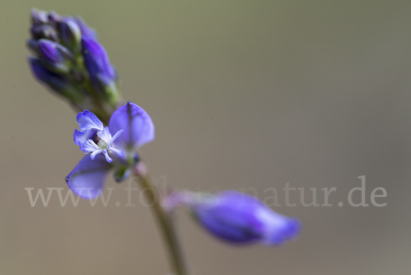 Gewöhnliches Kreuzblümchen (Polygala vulgaris)