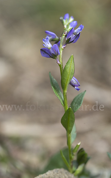 Gewöhnliches Kreuzblümchen (Polygala vulgaris)