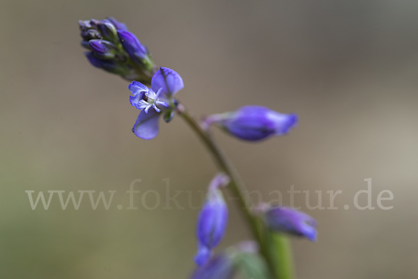 Gewöhnliches Kreuzblümchen (Polygala vulgaris)