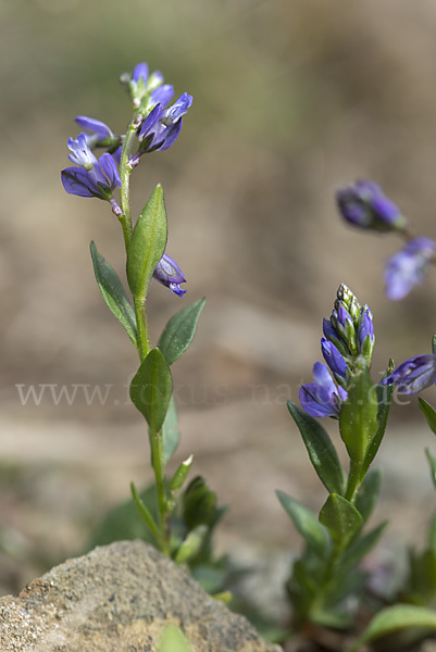 Gewöhnliches Kreuzblümchen (Polygala vulgaris)