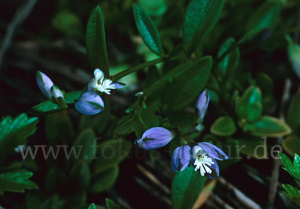 Gewöhnliches Kreuzblümchen (Polygala vulgaris)