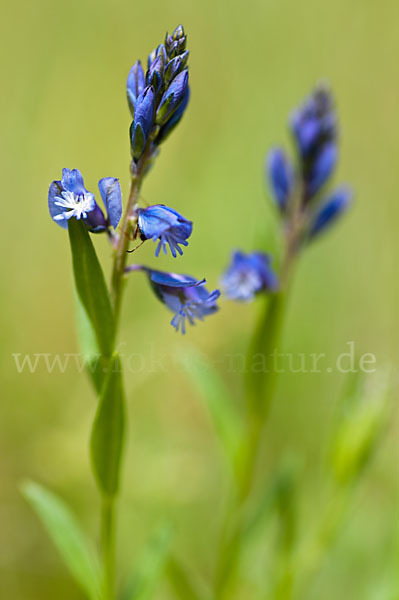 Gewöhnliches Kreuzblümchen (Polygala vulgaris)