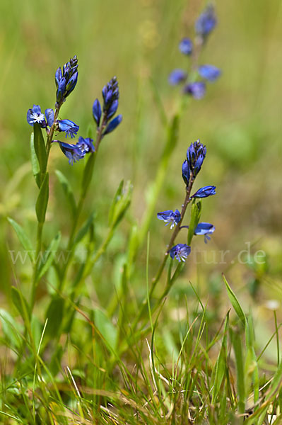 Gewöhnliches Kreuzblümchen (Polygala vulgaris)