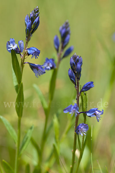 Gewöhnliches Kreuzblümchen (Polygala vulgaris)