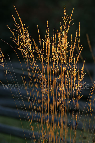 Gewöhnliches Pfeifengras (Molinia caerulea)