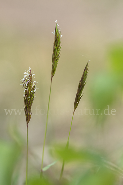 Gewöhnliches Ruchgras (Anthoxanthum odoratum)