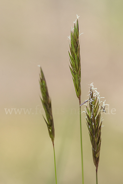 Gewöhnliches Ruchgras (Anthoxanthum odoratum)