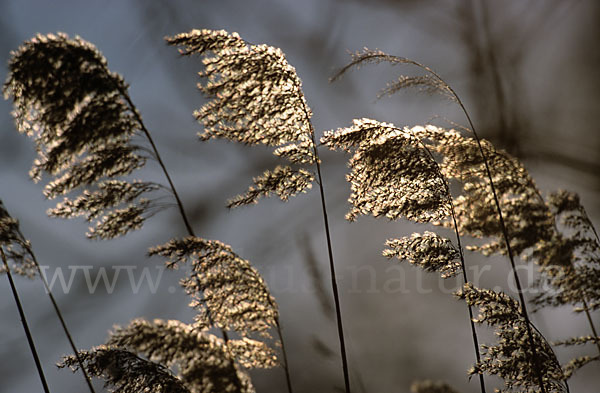 Gewöhnliches Schilf (Phragmites australis)