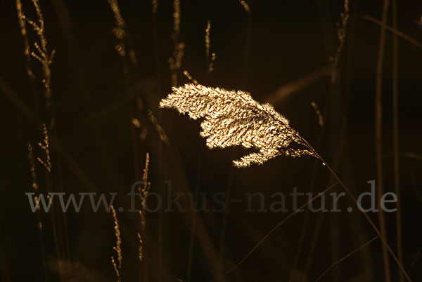 Gewöhnliches Schilf (Phragmites australis)