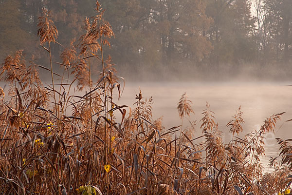 Gewöhnliches Schilf (Phragmites australis)