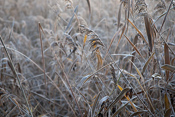 Gewöhnliches Schilf (Phragmites australis)