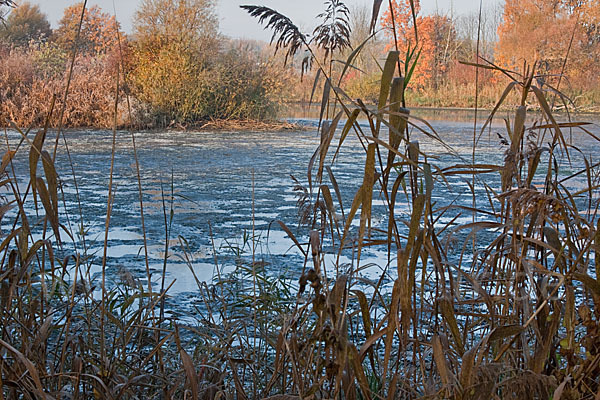 Gewöhnliches Schilf (Phragmites australis)