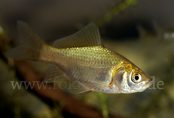 Giebel (Carassius gibelio)