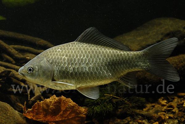 Giebel (Carassius gibelio)