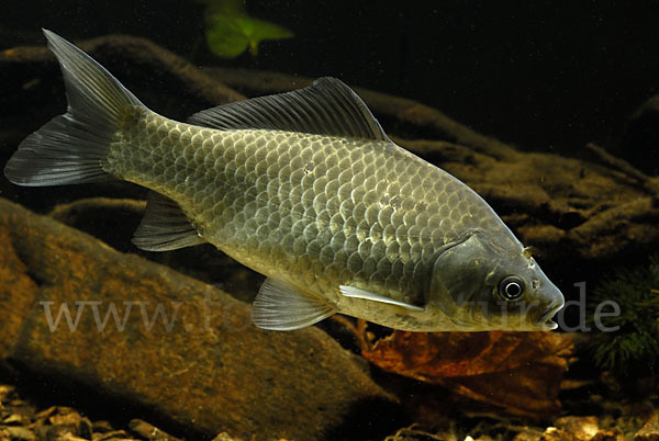 Giebel (Carassius gibelio)