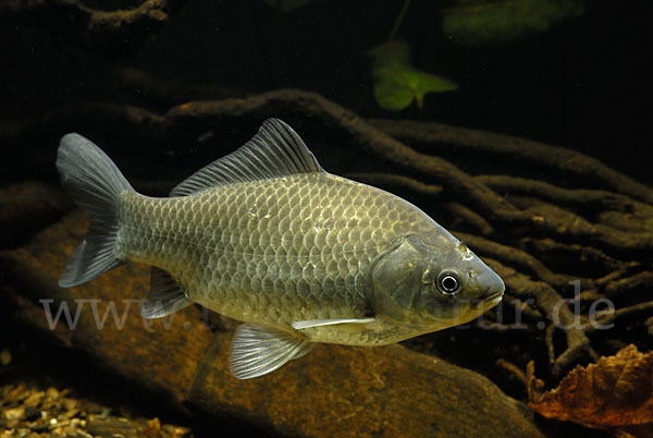 Giebel (Carassius gibelio)