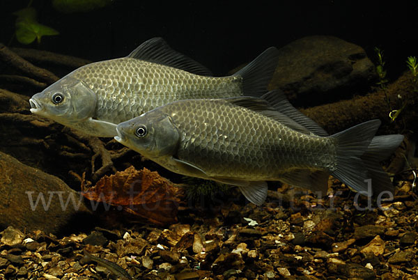 Giebel (Carassius gibelio)