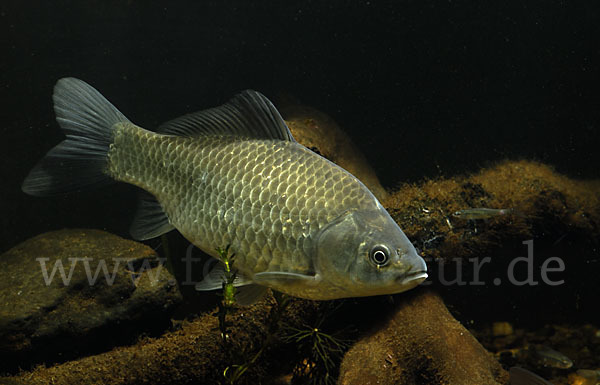 Giebel (Carassius gibelio)