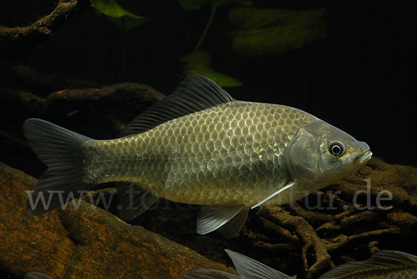 Giebel (Carassius gibelio)