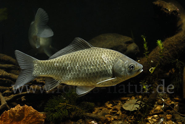 Giebel (Carassius gibelio)