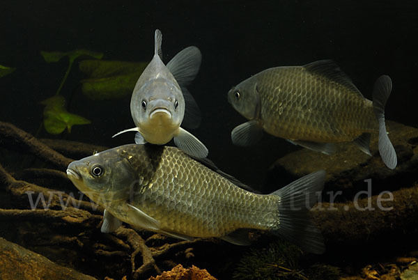 Giebel (Carassius gibelio)