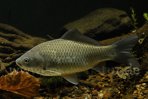 Giebel (Carassius gibelio)