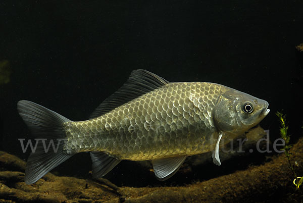 Giebel (Carassius gibelio)