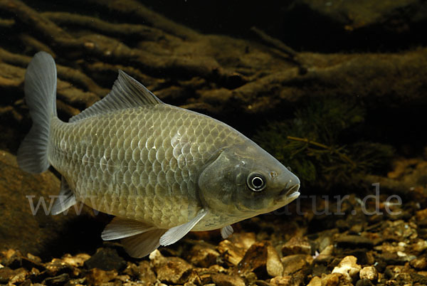 Giebel (Carassius gibelio)