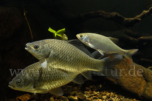 Giebel (Carassius gibelio)