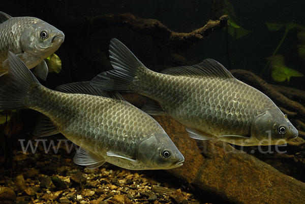 Giebel (Carassius gibelio)