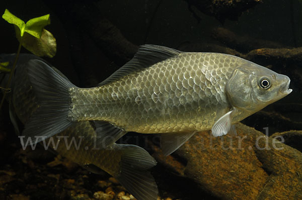 Giebel (Carassius gibelio)