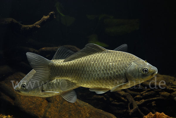 Giebel (Carassius gibelio)