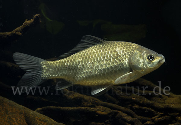 Giebel (Carassius gibelio)