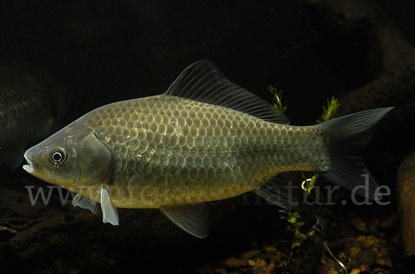 Giebel (Carassius gibelio)