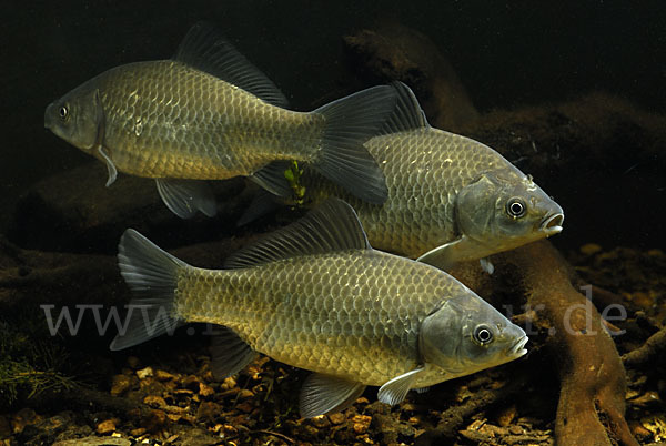 Giebel (Carassius gibelio)