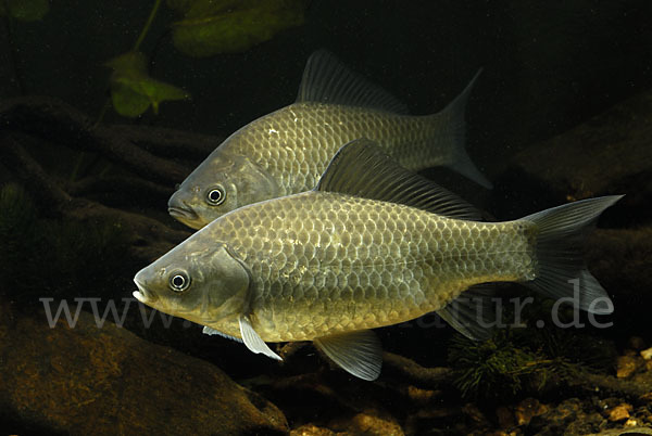 Giebel (Carassius gibelio)