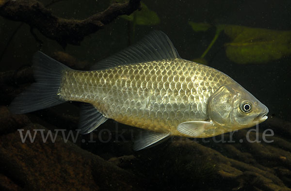 Giebel (Carassius gibelio)