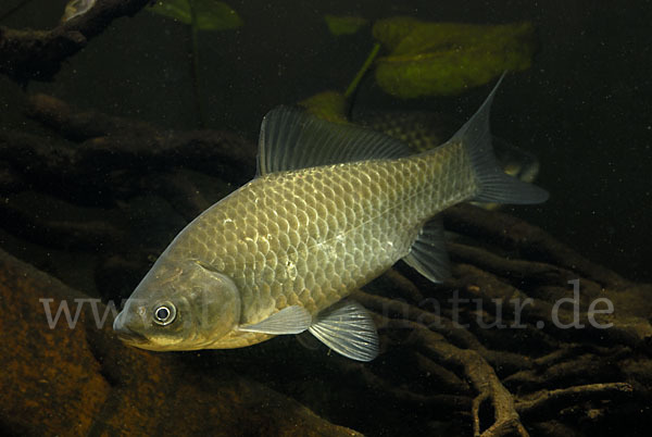 Giebel (Carassius gibelio)